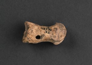 Phalange percée (sifflet) découverte dans la grotte de Gourdan, Magdalénien. Saint-Germain-en-Laye, musée d’Archéologie nationale (MAN51330). © RMN-Grand Palais / Loïc Hamon Phalange percée (sifflet) découverte dans la grotte de Gourdan, Magdalénien. Saint-Germain-en-Laye, musée d’Archéologie nationale (MAN51330). © RMN-Grand Palais / Loïc Hamon